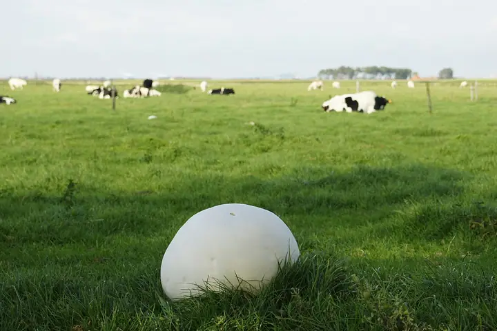 Czasznica olbrzymia (Calvatia gigantea)