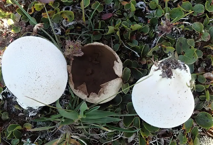 Czasznica tatrzańska (Calvatia turneri)