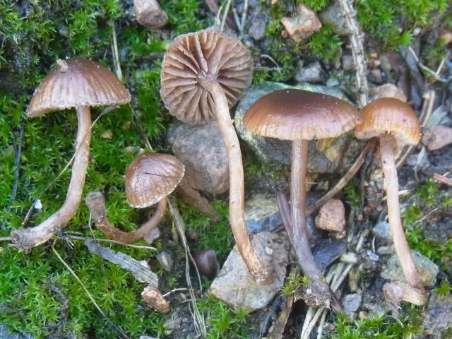 Czaszówka śniegowa (Psilocybe chionophila)