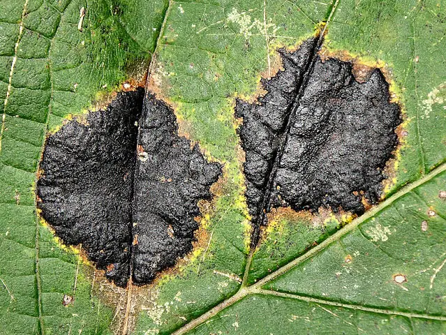 Czerniak klonowy (Rhytisma acerinum)