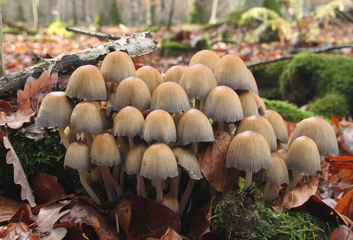 Czernidłaczek błyszczący (Coprinellus micaceus)