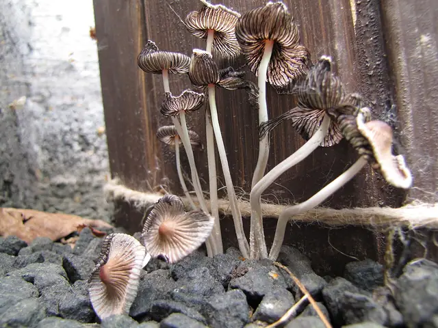Czernidłaczek cynamonowobrązowy (Coprinellus subimpatiens)
