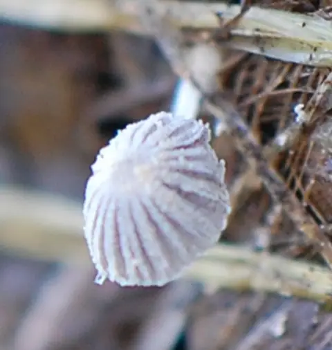 Czernidłaczek czerwonobrązowy (Coprinellus curtus)