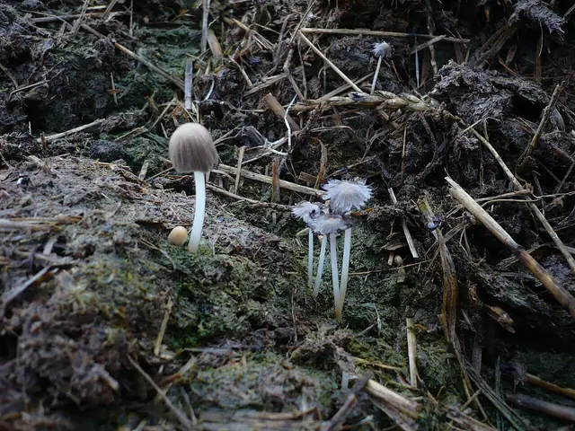 Czernidłaczek dwuzarodnikowy (Coprinellus bisporus)