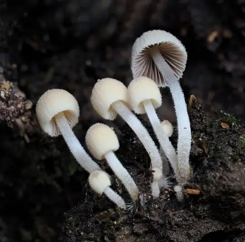 Czernidłaczek gromadny (Coprinellus disseminatus)