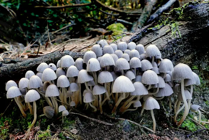 Czernidłaczek gromadny (Coprinellus disseminatus)