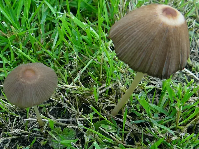 Czernidłaczek kanciastozarodnikowy (Coprinellus angulatus)