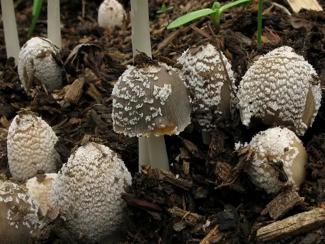 Czernidłaczek kłaczkowaty (Coprinellus flocculosus)