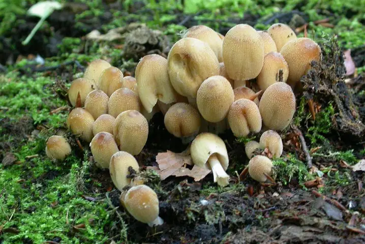 Czernidłaczek pniakowy (Coprinellus saccharinus)
