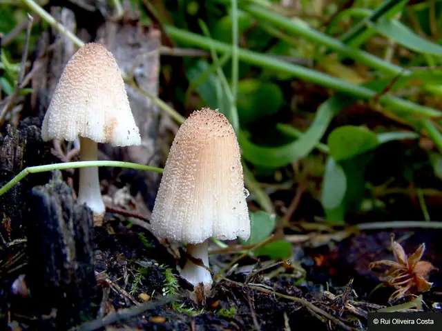 Czernidłaczek pniowy (Coprinellus truncorum)