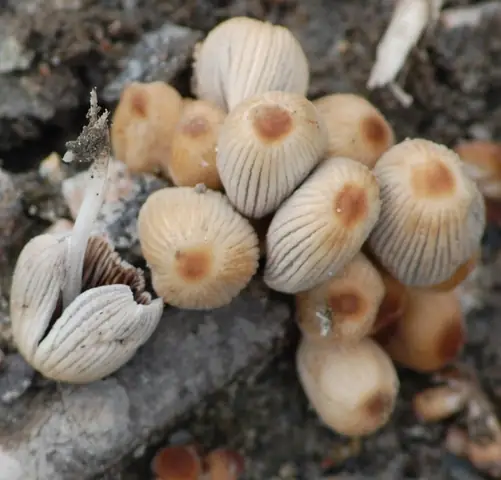 Czernidłaczek twardotrzonowy (Coprinellus hiascens)
