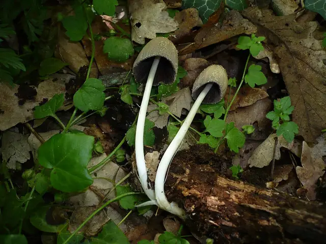 Czernidłaczek żółtołuseczkowy (Coprinellus xanthothrix)