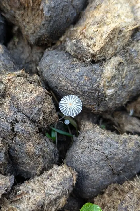 Czernidłak brązowoszary (Coprinus ephemeroides)