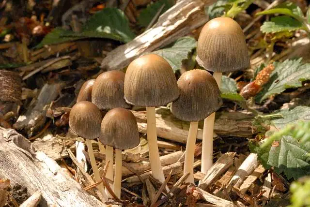 Czernidłak cieniolubny (Parasola leiocephala)