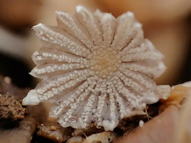 Czernidłak gnojolubny (Coprinus patouillardii)