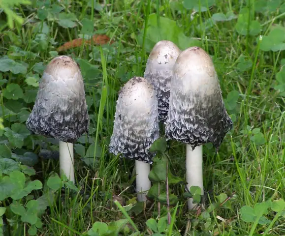 Czernidłak kołpakowaty (Coprinus comatus)