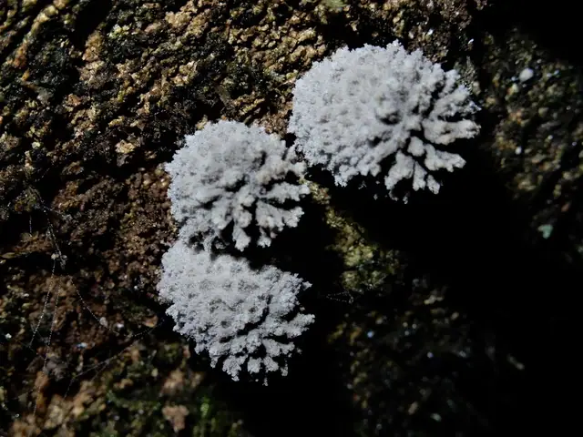 Czernidłak omączony (Coprinopsis laanii)