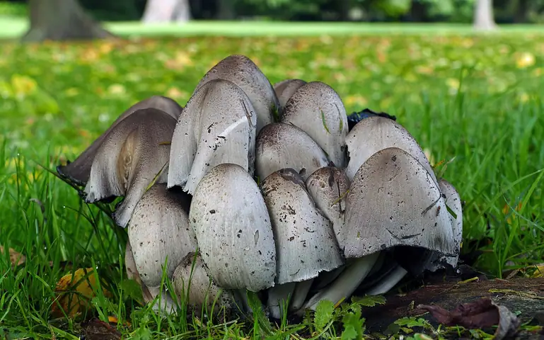 Czernidłak pospolity (Coprinopsis atramentaria)