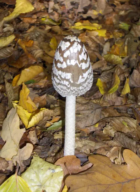 Czernidłak pstry (Coprinopsis picacea)