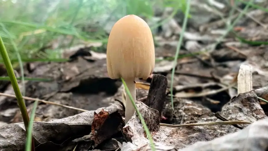 Czernidłak różowawy (Coprinopsis erythrocephala)