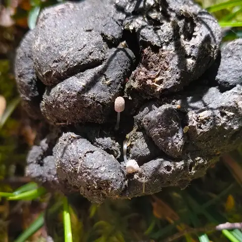 Czernidłak sercowatozarodnikowy (Coprinopsis cordispora)