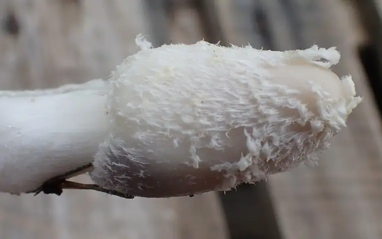 Czernidłak sklerotowy (Coprinopsis tuberosa)