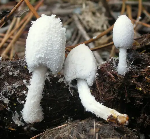 Czernidłak śnieżnobiały (Coprinopsis nivea)
