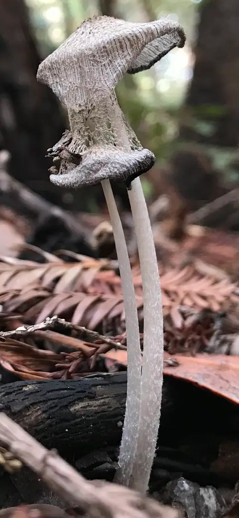 Czernidłak szarobiały (Coprinopsis narcotica)
