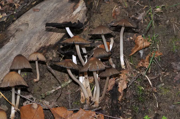 Czernidłak szorstkozarodnikowy (Coprinus silvaticus)