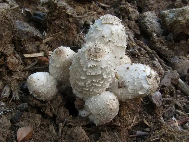 Czernidłak wielkopierścieniowy (Coprinus sterquilinus)