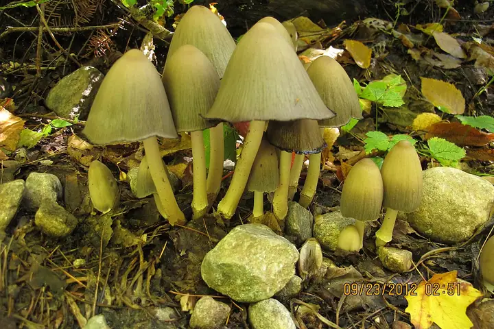 Czernidłówka szpiczasta (Coprinopsis acuminata)