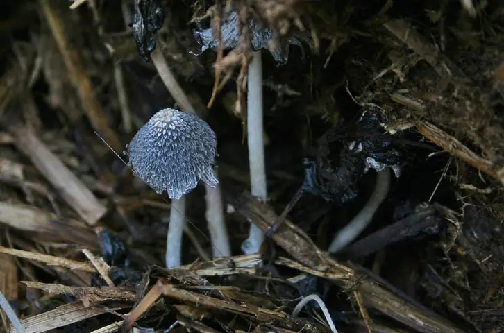 Czernidłówka wełnistotrzonowa (Coprinopsis macrocephala)