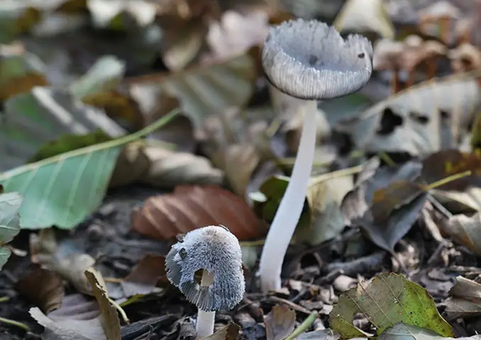 Czernidłówka wrzecionowatozarodnikowa (Coprinopsis fusispora)