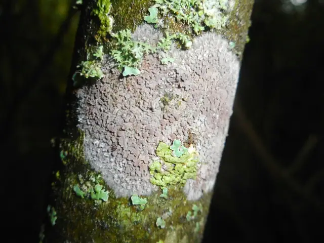 Czerwcogrzyb orzęsiony (Septobasidium carestianum)