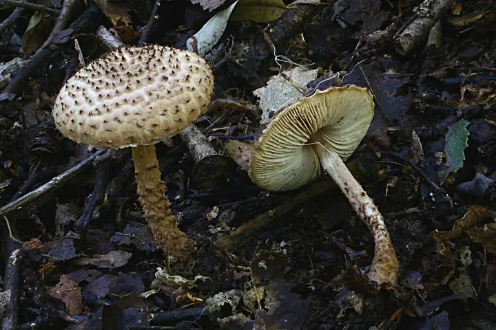 Czubajeczka brązowawa (Echinoderma jacobi)
