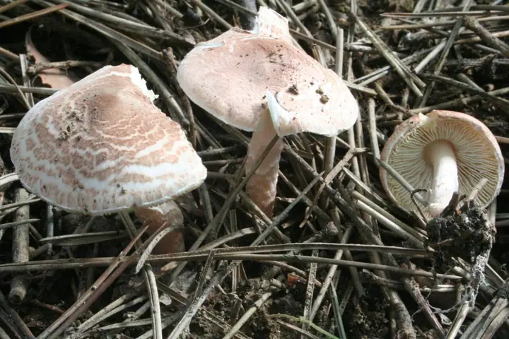Czubajeczka brązowoczerwonawa (Lepiota brunneoincarnata)