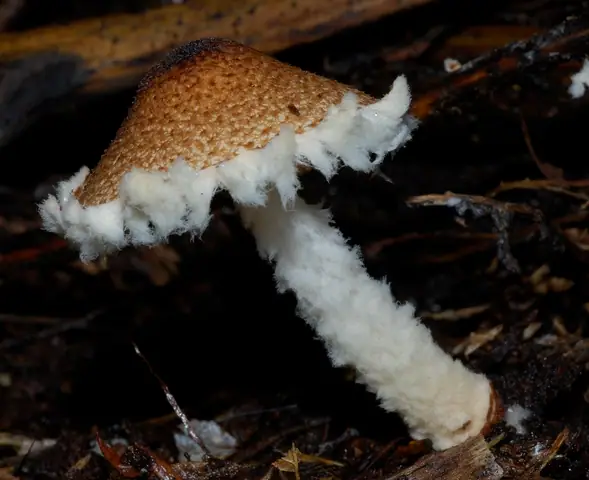 Czubajeczka brzuchatozarodnikowa (Lepiota magnispora)