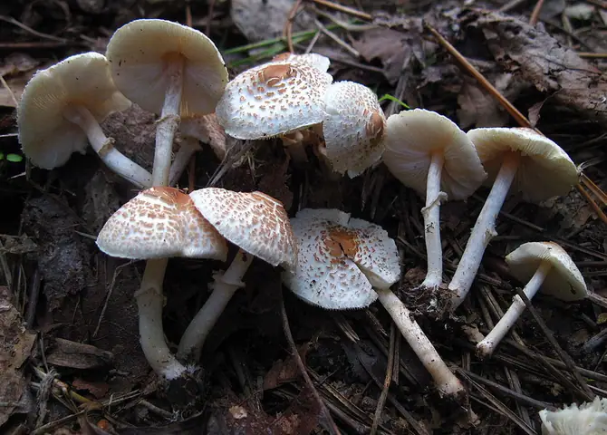 Czubajeczka cuchnąca (Lepiota cristata)
