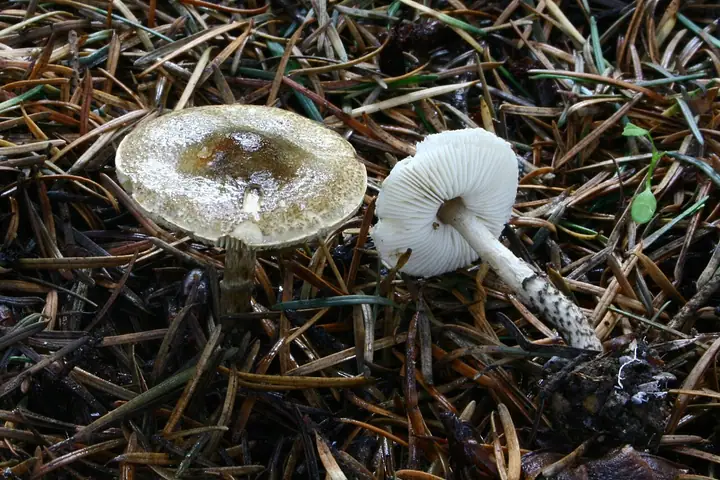Czubajeczka czarnołuskowa (Lepiota felina)