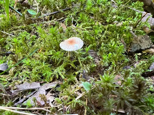 Czubajeczka jeżykowata (Lepiota echinella)