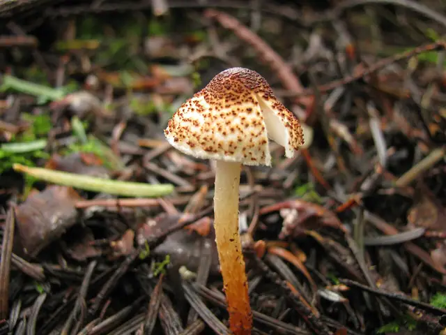 Czubajeczka kasztanowata (Lepiota castanea)