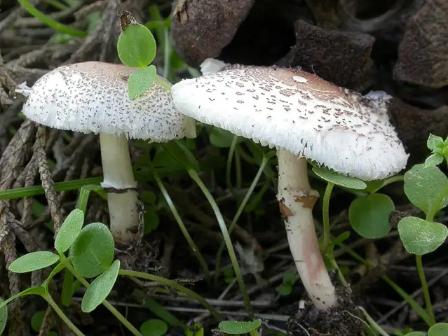 Czubajeczka liliowa (Lepiota lilacea)