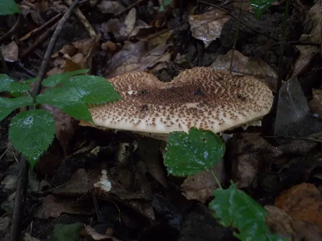 Czubajeczka ostrołuskowa (Echinoderma asperum)