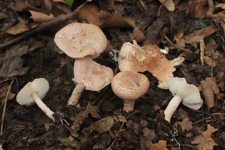 Czubajeczka różowawa (Lepiota subincarnata)