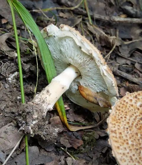 Czubajeczka różowobrązowa (Lepiota pseudolilacea)
