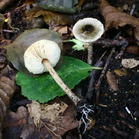 Czubajeczka szarozielonawa (Lepiota griseovirens)