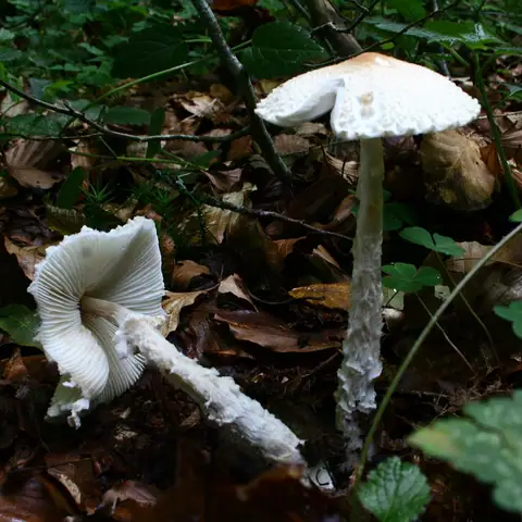 Czubajeczka tarczowata (Lepiota clypeolaria)