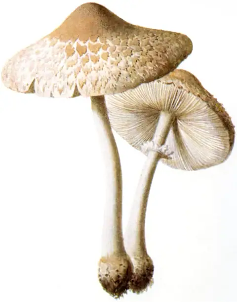 Czubajka białotrzonowa (Macrolepiota excoriata)