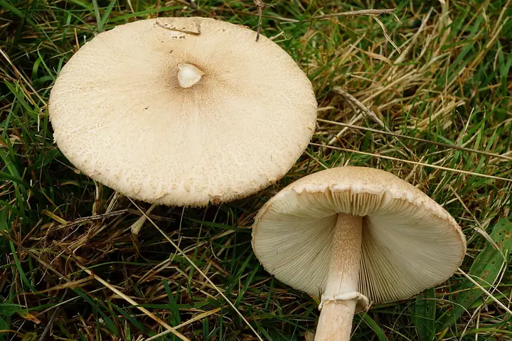 Czubajka białotrzonowa (Macrolepiota excoriata)