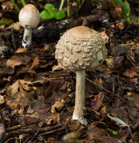 Czubajka czerwieniejąca (Chlorophyllum rachodes)